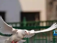 「紧急」台风压不垮灯港人,